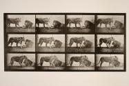 Lioness; walking; lion; lying down