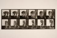Tigress; walking; turning around