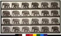 Elephant; walking