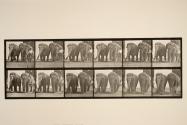 Elephants; two, walking