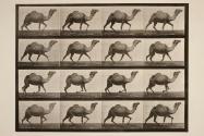 Egyptian camel; racking