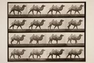 Bactrian camel; walking