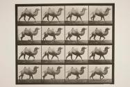 Bactrian camel; racking