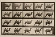 Bactrian camel; galloping