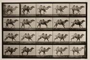 Bactrian camel; (young), galloping