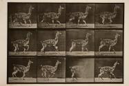 Gaunaco; galloping