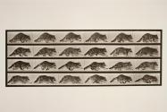 Raccoon; walking; change to galloping