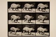 Capybara; walking