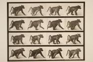 Baboon; walking on all-fours