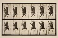 Baboon; climbing a pole