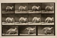 Kangaroo; walking on all-fours; change to jumping