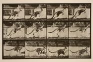 Kangaroo; jumping