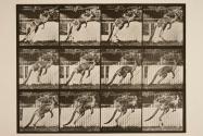 Kangaroo; jumping