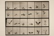 Pigeon; flying