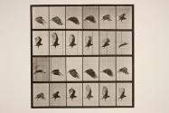 Vulture; flying