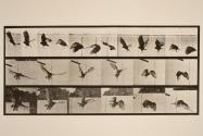 Vulture; flying