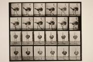 Ostrich; walking