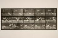Storks; etc., A, B, C