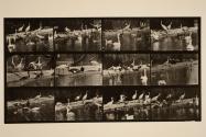 Storks; swans, etc.