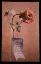 Roses (cut), Mrs. Wina Bausch, Rochester, New York