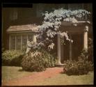 [Wysteria at George Eastman House]