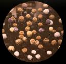 [Mums, George Eastman House]