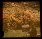 [Man painting rhododendrons at Highland Park]