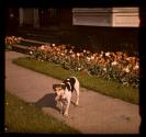 [Dog on sidewalk]