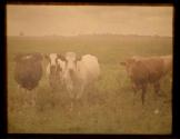 [Landscape with cows, near Oatka Creek]