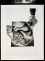 Edward Weston "Pepper #35p 1930"
