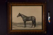 Saladin, the Great Pacing Stallion