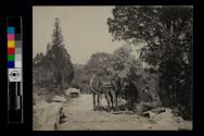 [Man sitting on rock behind two hitched horses]