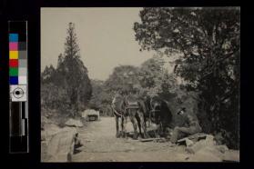 [Man sitting on rock behind two hitched horses]