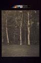 [Three aspen trees]