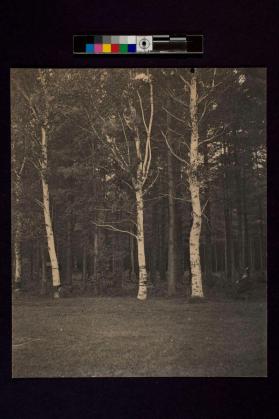 [Three aspen trees]