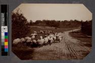 [Man hearding sheep down dirt road]