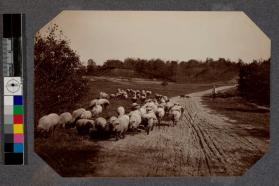 [Man hearding sheep down dirt road]