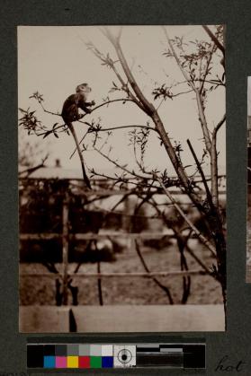 [Monkey in tree]