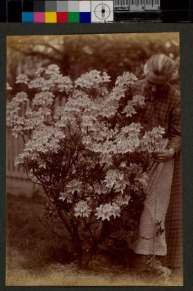 [Woman tying Azalea shrub]