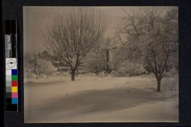 [Snow covered trees]