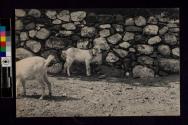 [Two goats]