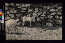 [Two goats]