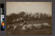 [Man in field with sheep]
