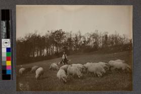 [Man in field with sheep]