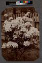 [Azalea bush]