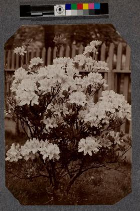 [Azalea bush]