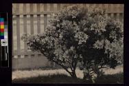 [Azalea bush]