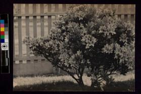 [Azalea bush]