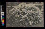 [Azalea bush]