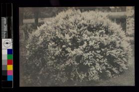 [Azalea bush]